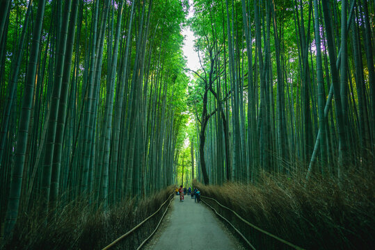 Arashiyama Bamboo Grove